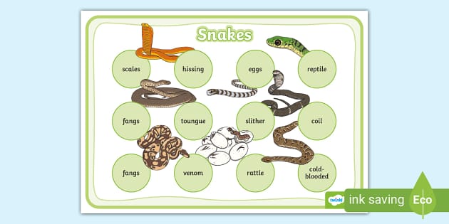 Snake Word Mat (teacher made) - Twinkl