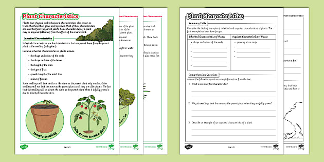 Plant Characteristics Reading Comprehension Worksheet