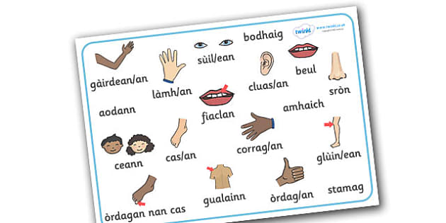 Scottish Gaelic My Body Word Mat Teacher Made Twinkl