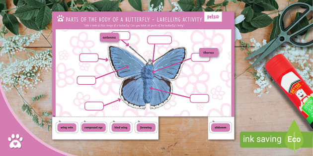 Parts of the Body of a Butterfly - Labelling Activity - Pets