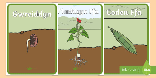 Posteri Arddangos Planhigyn Ffa (l'enseignant a fait)