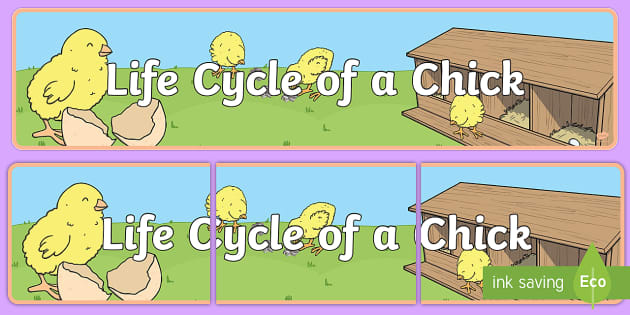 Life Cycle of a Chick Display Banner - (teacher made)