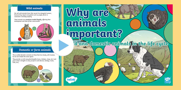 Why are animals important to humans? (teacher made) - Twinkl