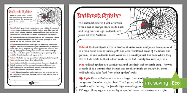 Redback Spider Fact File | Twinkl Educational Resources