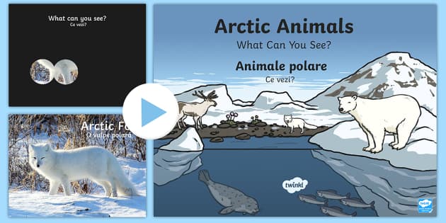 Arctic Animals What Can You See? PowerPoint English/Romanian