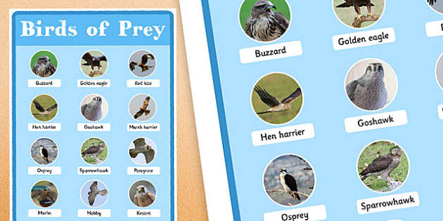 UK Birds of Prey Poster | KS1 Display Resources - Twinkl