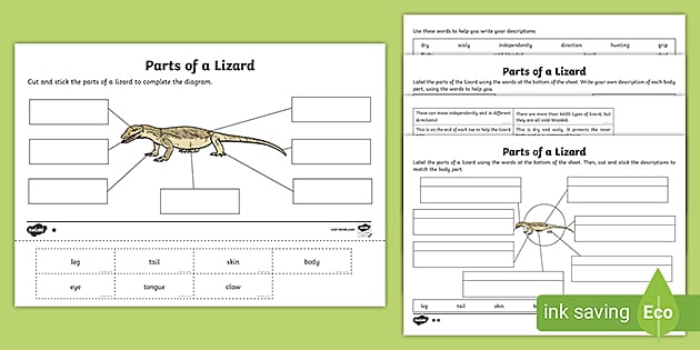 lizard diagram