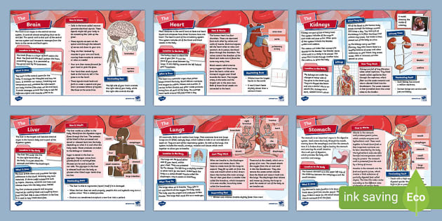 Human Organs Fact File Pack - KS2 (teacher made) - Twinkl