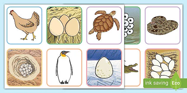 KS1 Animals and Their Eggs Matching Activity (teacher made)