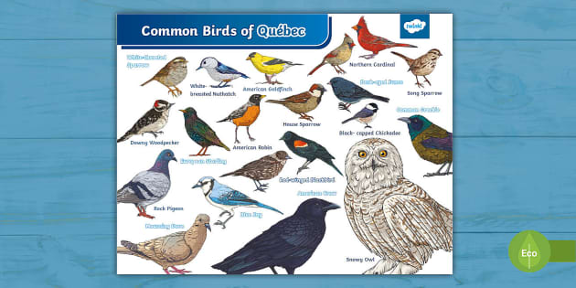 Common Birds of Québec Poster | Twinkl CA (teacher made)