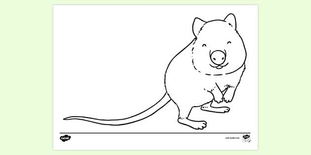 FREE! - Quokka Colouring Sheet | Colouring Sheets - Twinkl