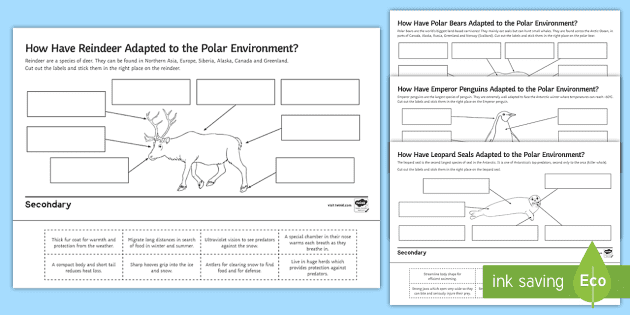 Polar Animal Adaptations Activity Pack (teacher made)
