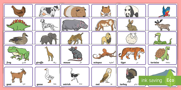 Animal Picture Flashcards - Arabic/English (teacher made)