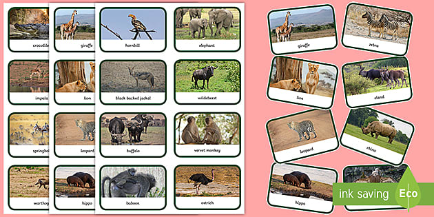 Animals of South Africa Cards (teacher made) - Twinkl