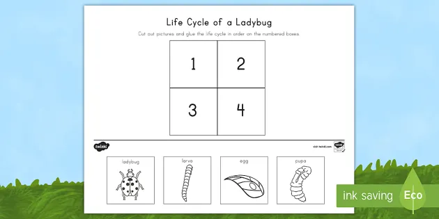 life cycle of a ladybug cut and paste activity