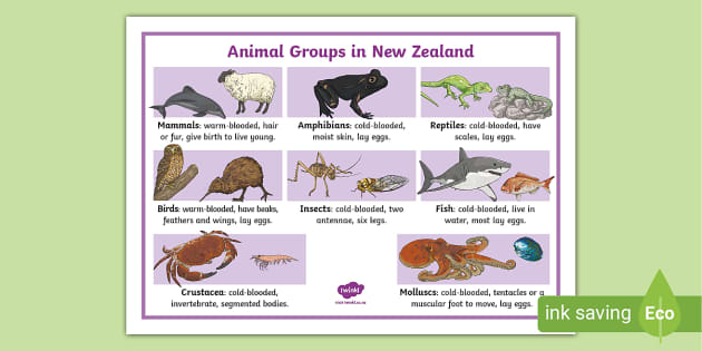 New Zealand Animal Groups Prompt Mat (teacher made) - Twinkl New Zealand Animal Groups Prompt Mat (teacher made) - Twinkl