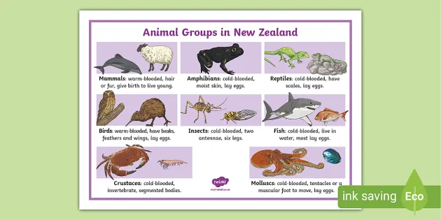 New Zealand Animal Groups Prompt Mat (teacher made) - Twinkl