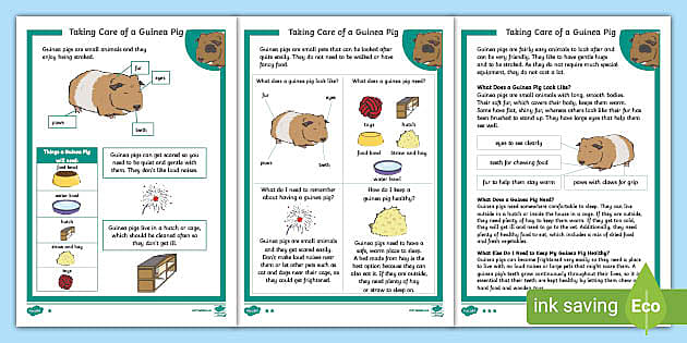 Guinea Pig Care Uk / Is Northampton The Uk S Hotspot For The Treatment