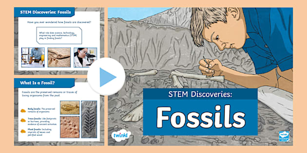 STEM Discoveries: Fossils PowerPoint (teacher made) - Twinkl