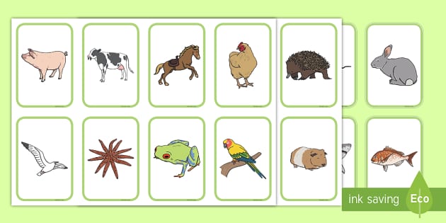 Junior Primary Word Association Animal Cards (teacher made)