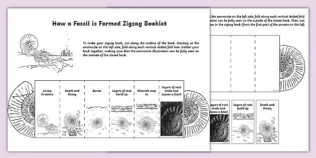 How a Fossil is Formed Zigzag Book (teacher made) - Twinkl