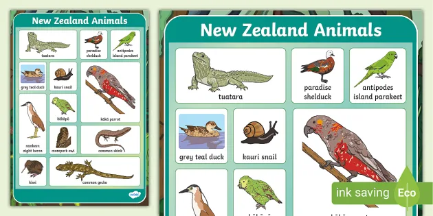 New Zealand Animals Word Grid (teacher made) - Twinkl