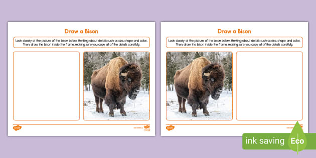 Draw a Bison Worksheet (Teacher-Made) - Twinkl