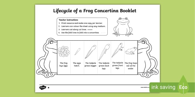 Lifecycle of a Frog Concertina Booklet