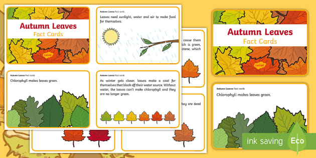 autumn-leaf-fact-cards-teacher-made-twinkl