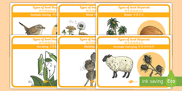 Seed Dispersal Display Posters English/Mandarin Chinese Seed Dispersal Display Posters English/Mandarin Chinese