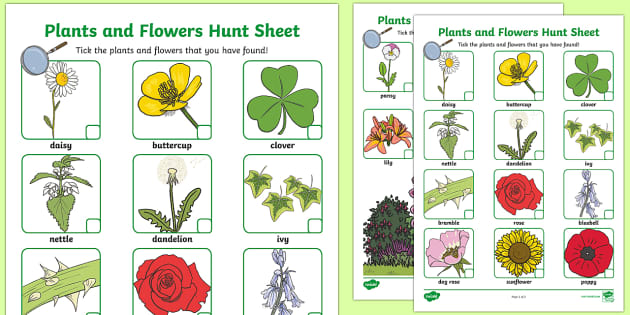 Plants and Flowers Hunt Sheet (teacher made)