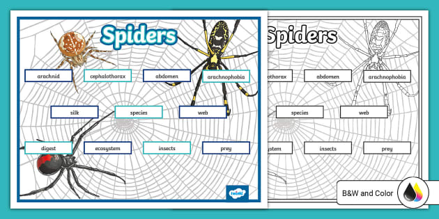 Spider Research Graphic Organizer (Teacher-Made) - Twinkl