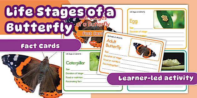 Science Greetings Life Stages of a Butterfly Fact Cards Template