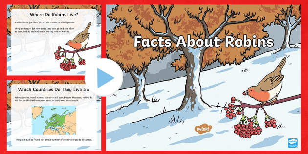 Amazing Facts about Robins  OneKindPlanet Animal Education & Facts