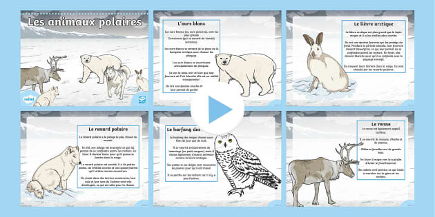 PowerPoint: L'habitat des animaux polaires (teacher made)