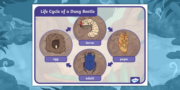 Dung Beetle Life Cycle Diagram Poster | Twinkl Original KS1