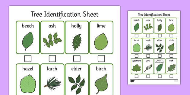 Tree Identification Sheet - tree, identification, sheet, tree