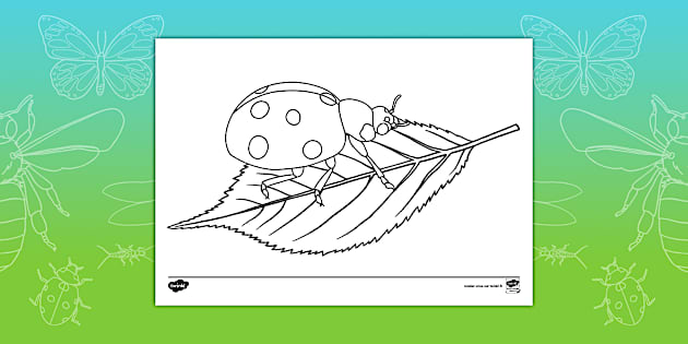 Coloriage : La coccinelle