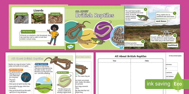 KS1 British Reptiles PowerPoint Fact File Activity Sheet