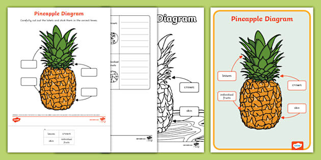 Pineapple Diagram Pack (Teacher-Made) - Twinkl