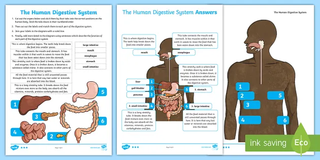 Primary homework help digestive system