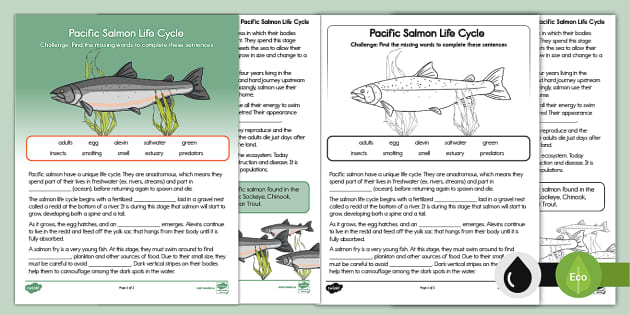 Pacific Salmon Life Cycle Cloze Activity (teacher made)