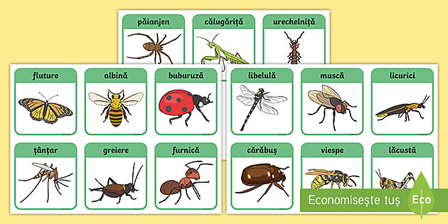 price etiquette build Insecte - cartonașe cu imagini și cuvinte (teacher made)