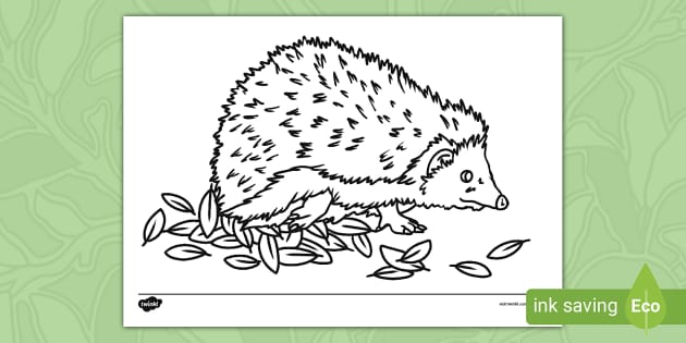15+ Coloring Pages Hedgehog