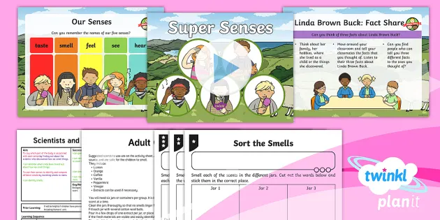 The Senses | Year 1 Animals, Including Humans | Science The Senses | Year 1 Animals, Including Humans | Science