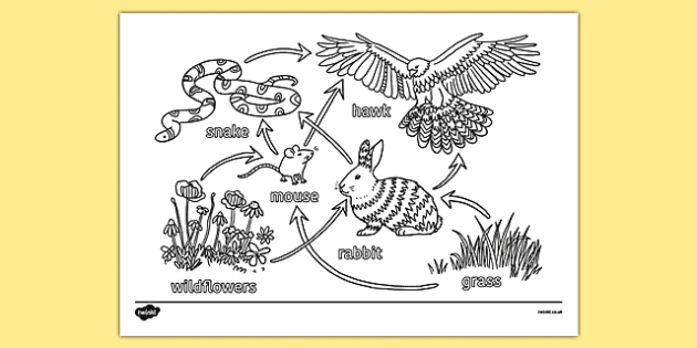 Example of correct food web drawing | Download Scientific Diagram