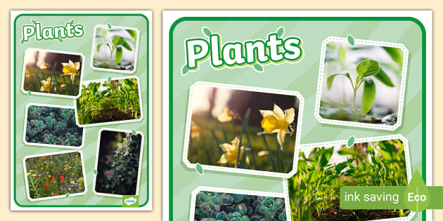 Plants Photo Display Poster (teacher made) - Twinkl