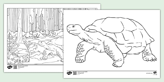 Tortoise Colouring Page