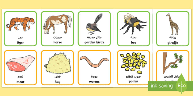 Animals and What They Eat Matching Cards Arabic/English