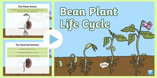 Life Cycle of a Bean Plant PowerPoint | Science Resources
